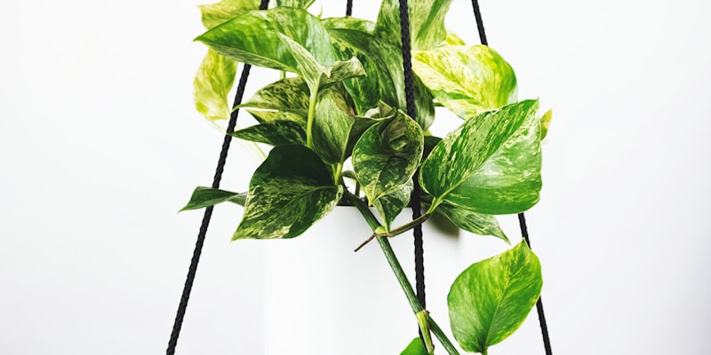 阿根廷队训练备战2026世界杯小组赛 - 球员进行战术演练